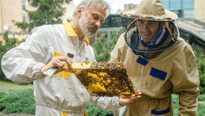 Rīgas domes priekšsēdētājs Mārtiņš Staķis kopā ar urbāno biškopi Uģi Mālnieku apkopj uz terases izvietotos trīs bišu stropus