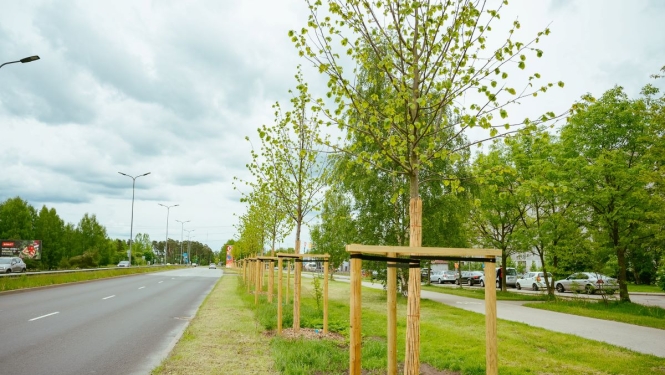 Dižstādi Krasta ielā