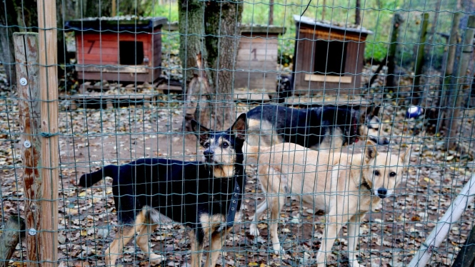 Dzīvnieku patversme