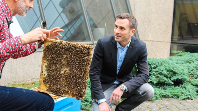 Urbānais biškopis Uģis Mālnieks iepazīstina Rīgas domes priekšsēdētāju Mārtiņu Staķi ar bišu stropu ieziemošanas procesu