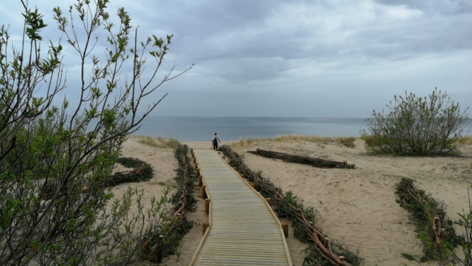 Koka celiņš uz jūru