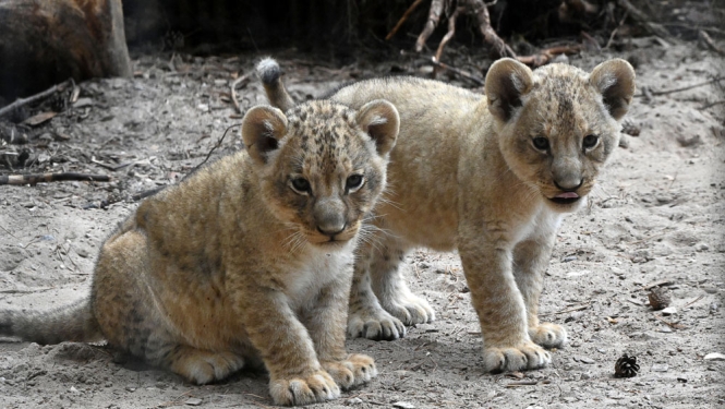 Lauvēno Rīgas Zoodārzā