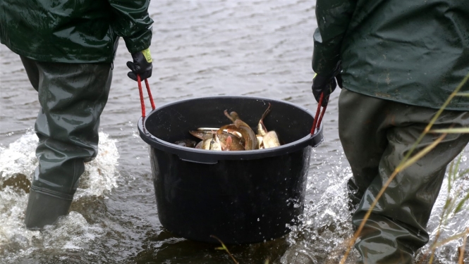 Juglas ezerā ielaiž ap 4000 līdaku mazuļu
