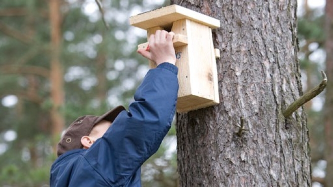 Pie koka piestiprina putnu būri