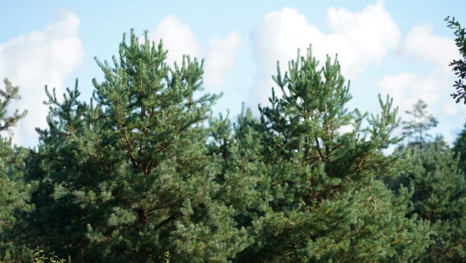 Koki "Rīgas mežos"