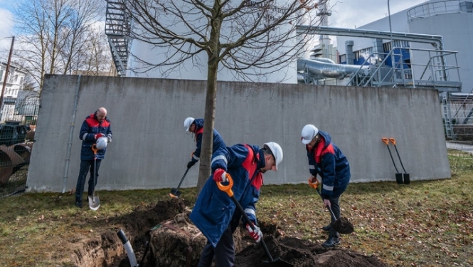 Rīgas siltums darbinieki stāda liepu