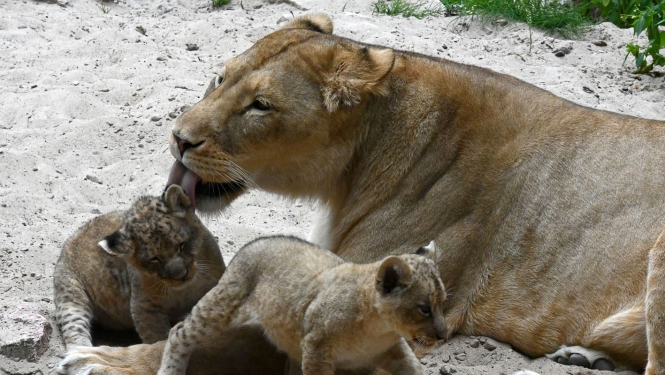 Lauvu māte ar lauvēniem