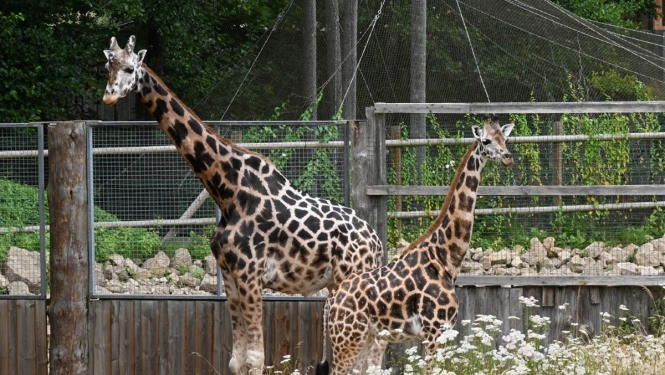 Žirafes Rīgas zoodārzā
