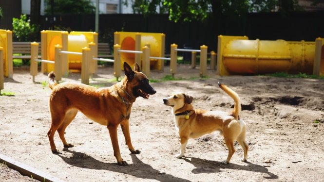 Suņi suņu pastaigas laukumā