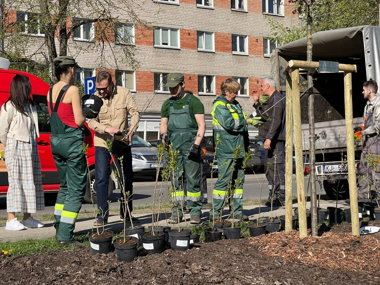 Pie Māras dīķa stāda ceriņus