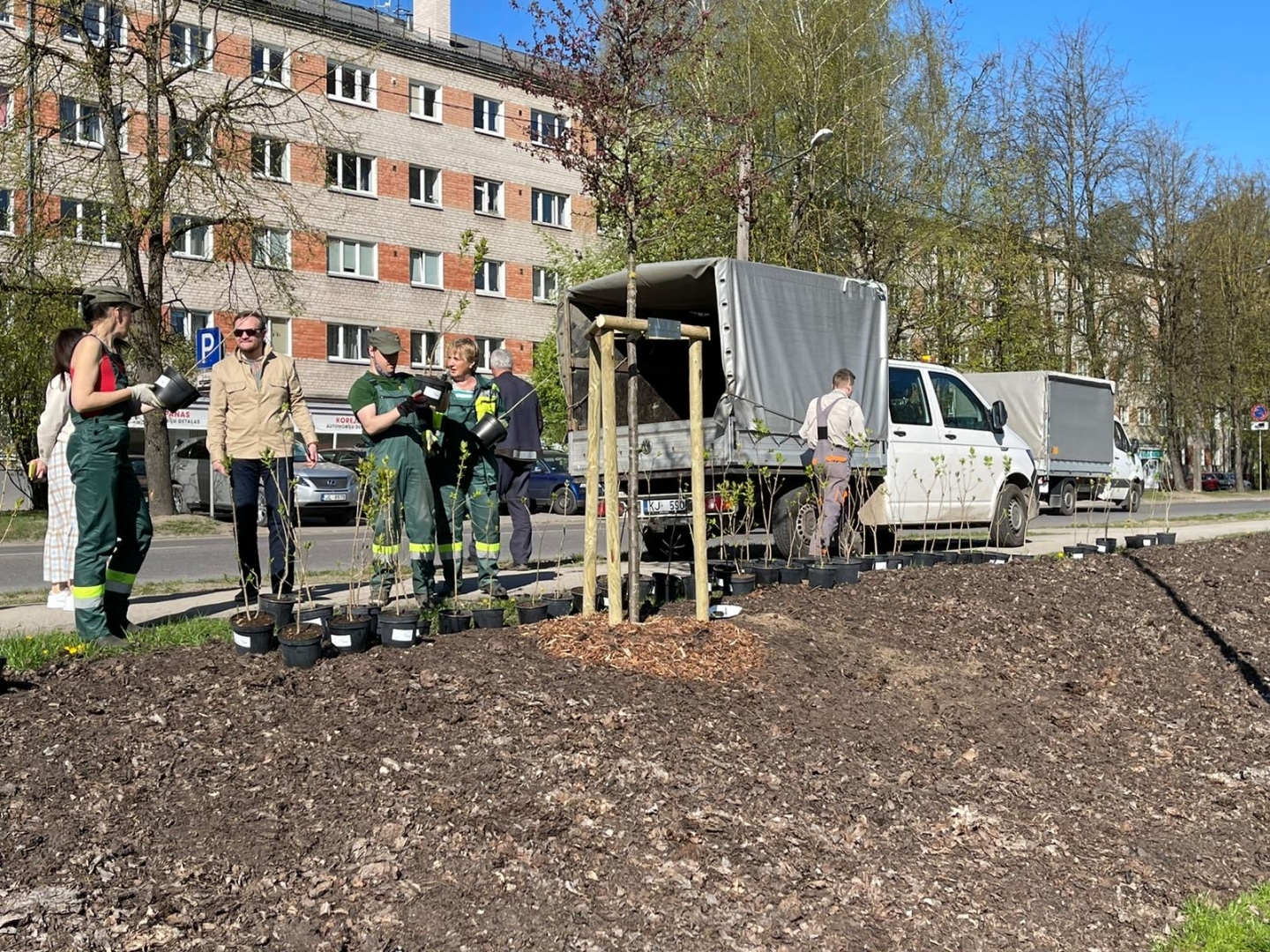 Pie Māras dīķa stāda ceriņus