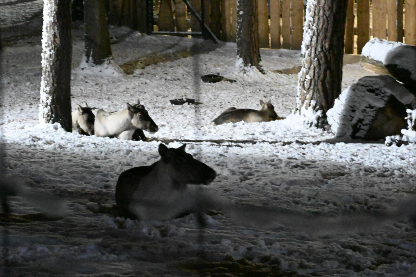 Rīgas zooloģiskais dārzs naktī