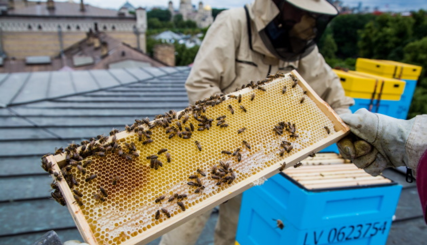Bišu strops uz jumta
