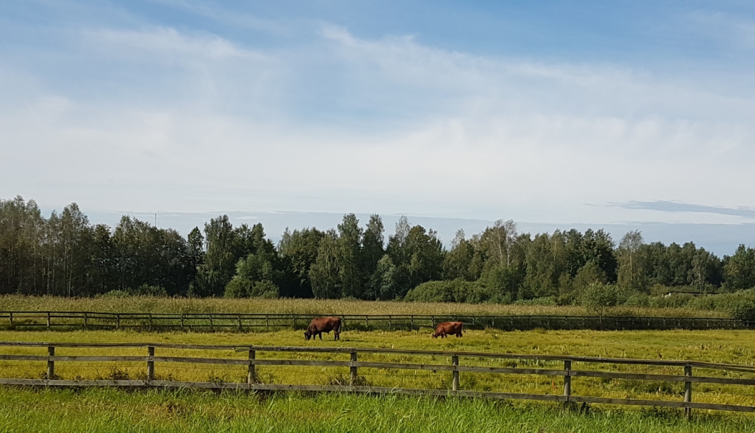 Daugavgrīvas pļavas