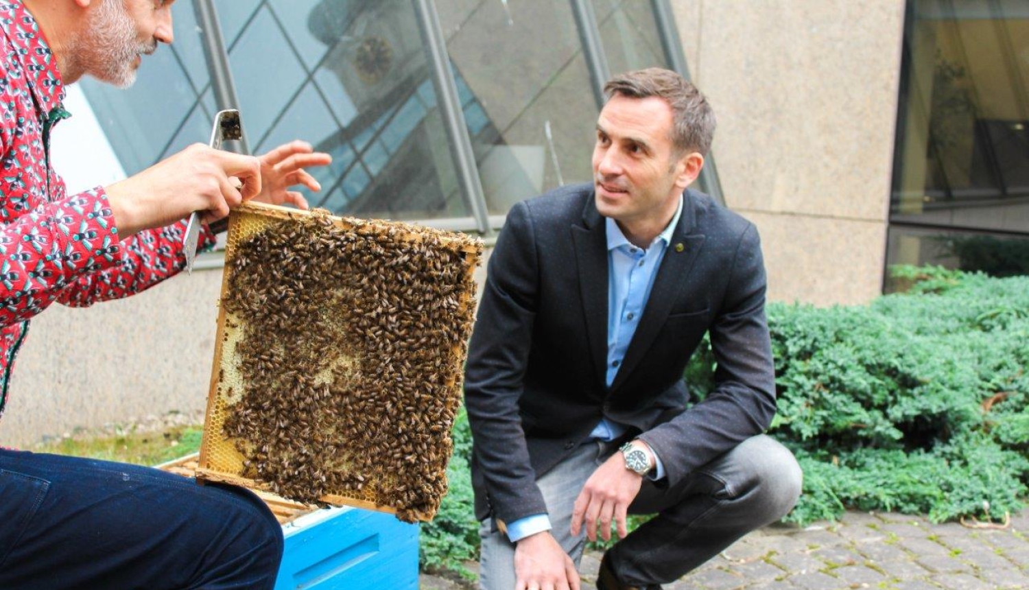 Urbānais biškopis Uģis Mālnieks iepazīstina Rīgas domes priekšsēdētāju Mārtiņu Staķi ar bišu stropu ieziemošanas procesu