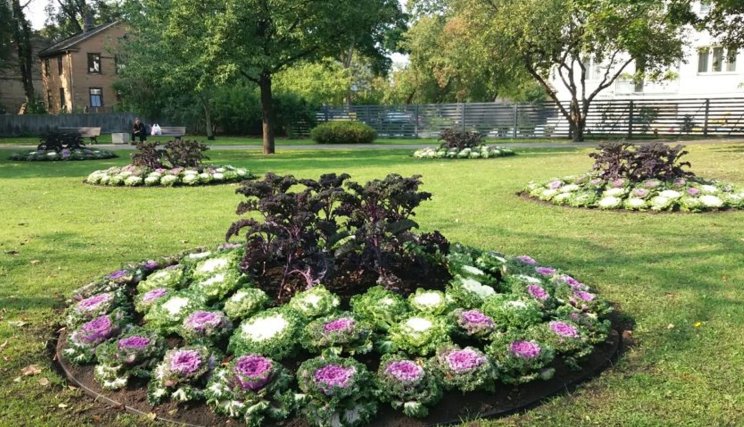 Pārdaugavas puķu dobēs dižojas kāposti