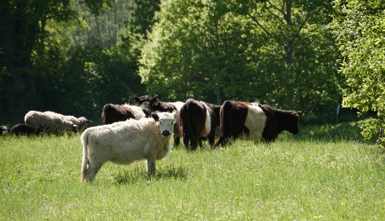 Mobīlais ganāmpulks