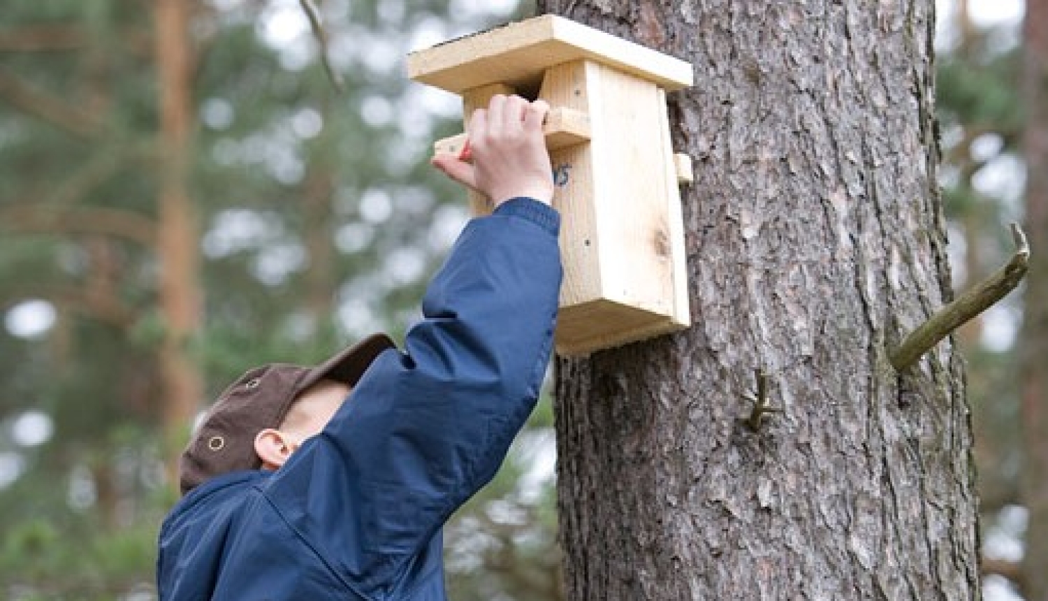 Pie koka piestiprina putnu būri