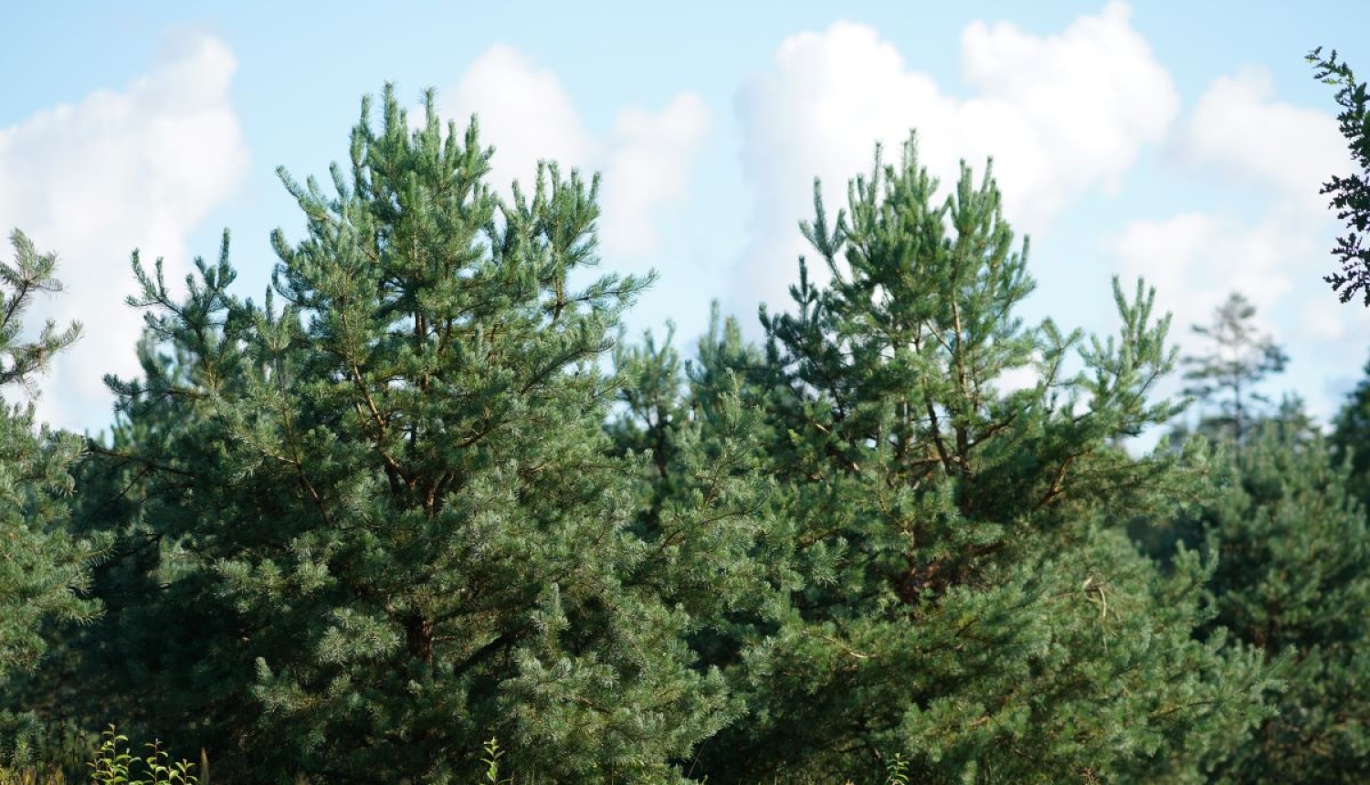 Koki "Rīgas mežos"