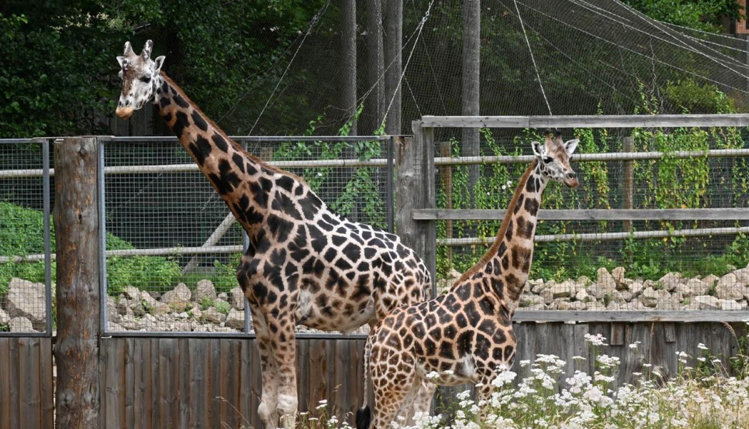 Žirafes Rīgas zoodārzā