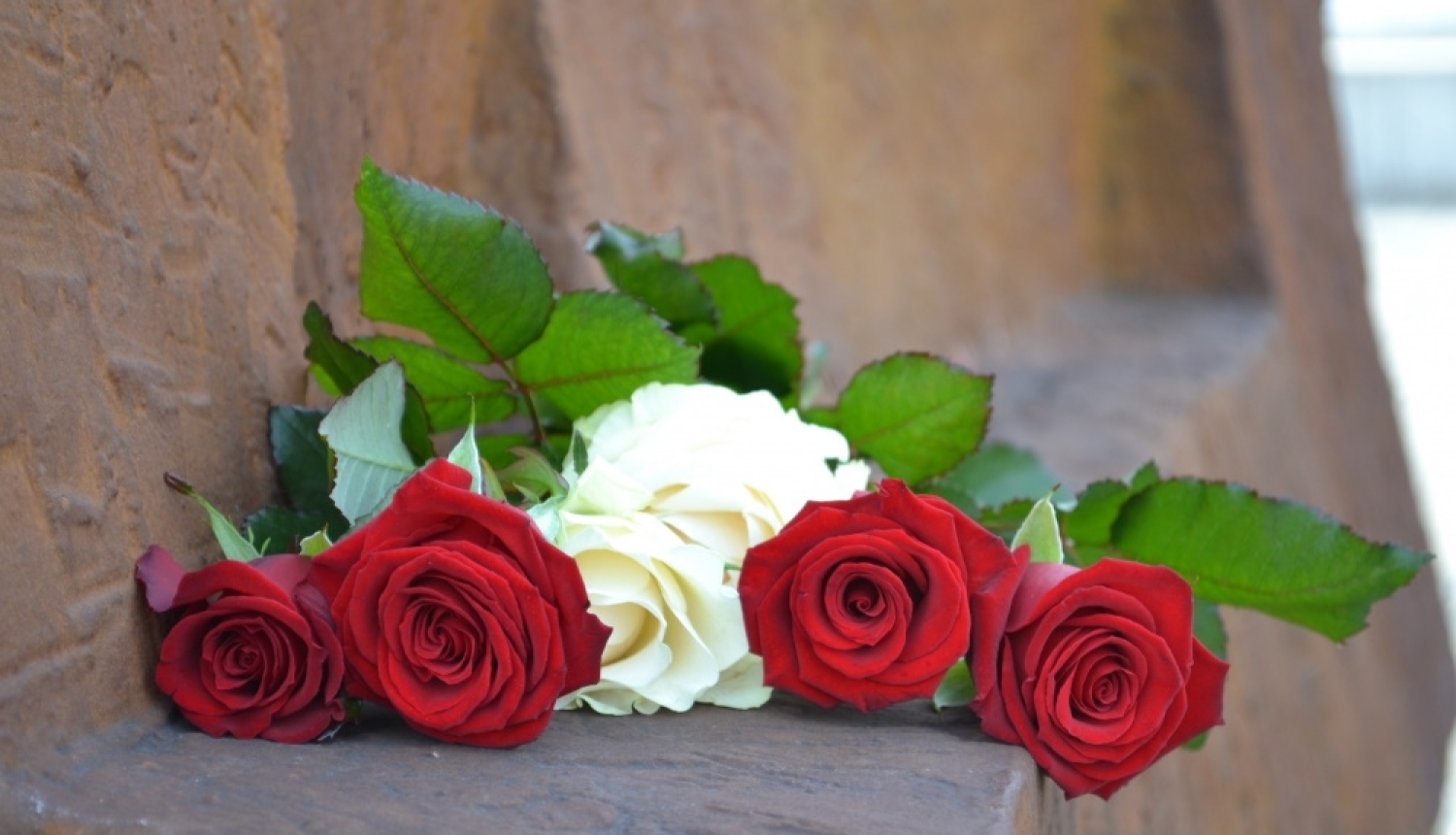 Sarkanbaltsarkanas rozes