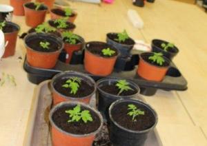 Augumu stādi podiņos