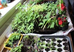 Augu stādi podiņos