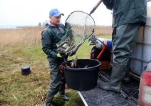 Juglas ezerā ielaiž ap 4000 līdaku mazuļu