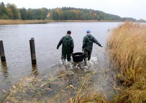 Juglas ezerā ielaiž ap 4000 līdaku mazuļu