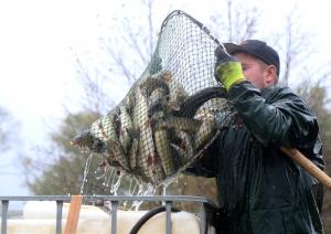 Juglas ezerā ielaiž ap 4000 līdaku mazuļu
