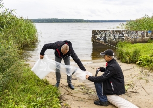 Zandartu mazuļu ielaišana Juglas ezerā