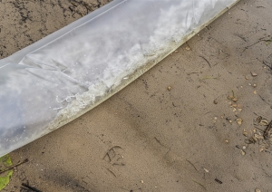 Zandartu mazuļu ielaišana Juglas ezerā