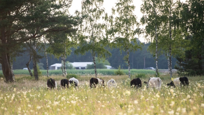 Mobilais ganāmpulks