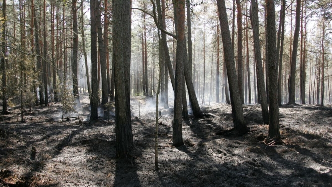 Mežs pēc ugunsgrēka
