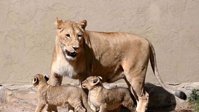 Lauvēni Rīgas zoodārzā