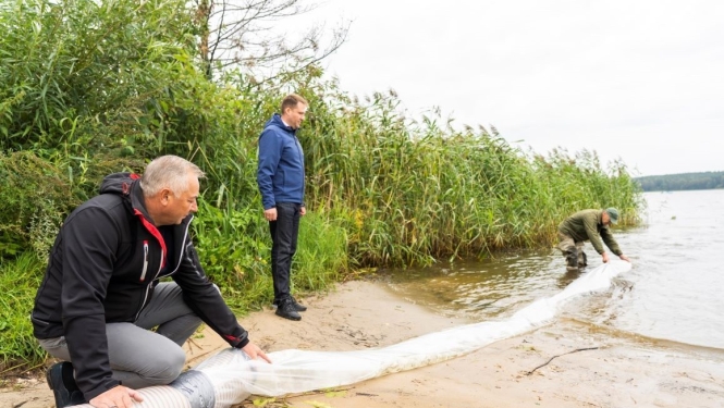 Zandartu mazuļu ielaišana Juglas ezerā