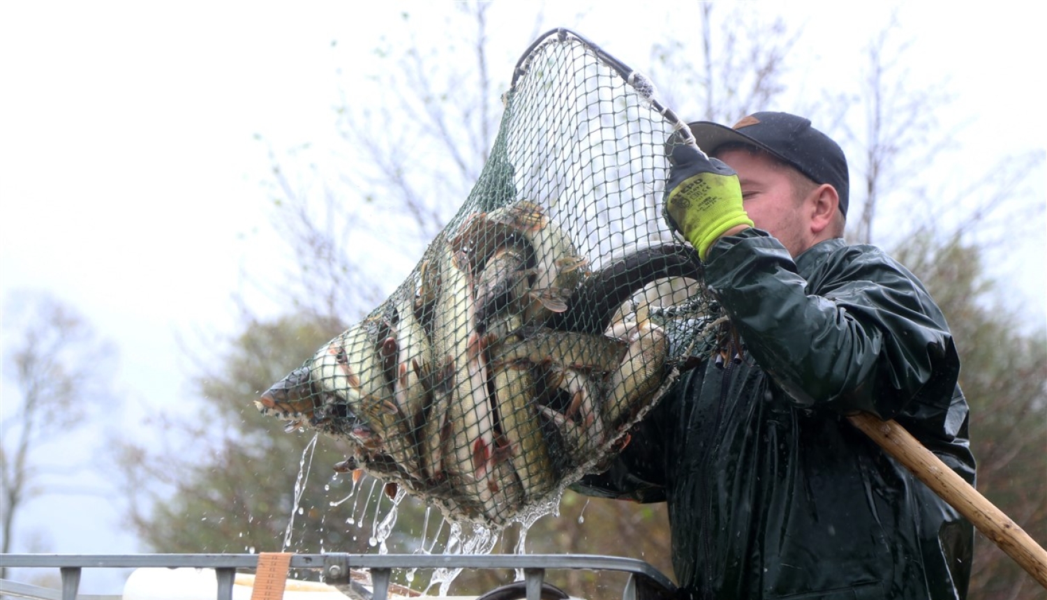 Juglas ezerā ielaiž ap 4000 līdaku mazuļu