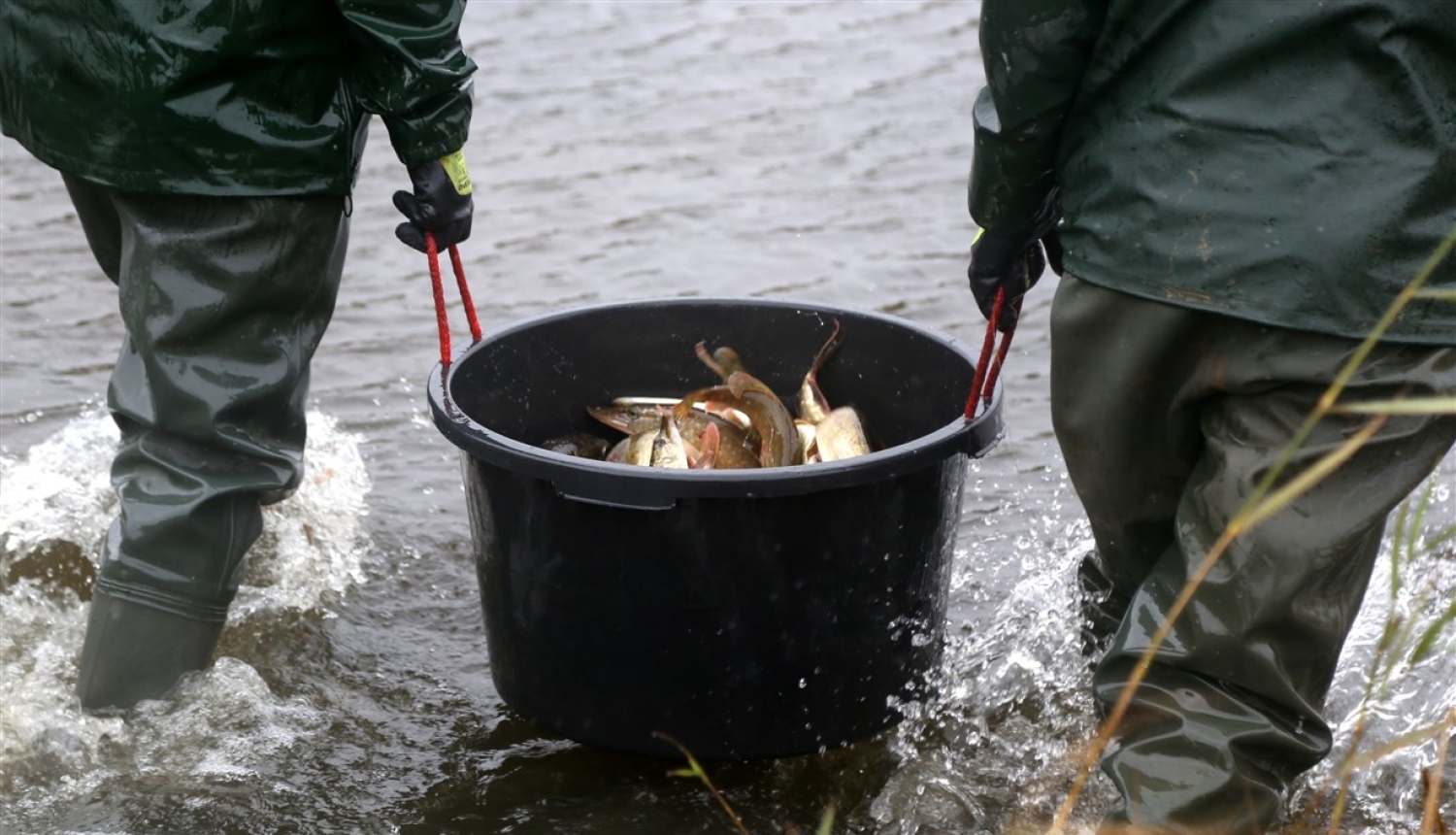 Juglas ezerā ielaiž ap 4000 līdaku mazuļu