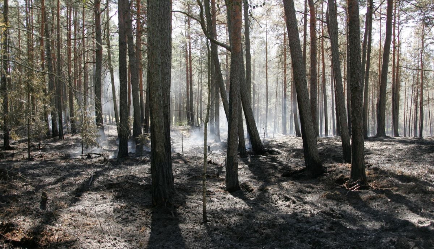 Mežs pēc ugunsgrēka